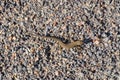 Sand lizard on breakstone. View from above