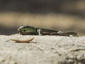 Sand Lizard eats earthworms Royalty Free Stock Photo