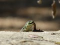 Sand Lizard eats earthworms Royalty Free Stock Photo