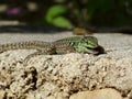 Sand Lizard eats earthworms Royalty Free Stock Photo