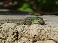 Sand Lizard eats earthworms Royalty Free Stock Photo