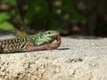 Sand Lizard eats earthworms Royalty Free Stock Photo