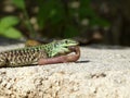 Sand Lizard eats earthworms Royalty Free Stock Photo