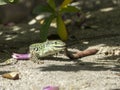 Sand Lizard eats earthworms Royalty Free Stock Photo
