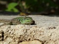 Sand Lizard eats earthworms Royalty Free Stock Photo