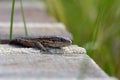 Sand Lizard emerges between the planks of the deck Royalty Free Stock Photo