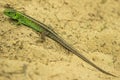 Sand lizard