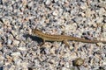 Sand lizard on granite pebbles