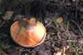 sand lizard, hides in the forest shadows near the red pine mushroom Royalty Free Stock Photo