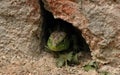 Sand lizard