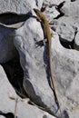 Sand lizard, Lacerta agilis Royalty Free Stock Photo