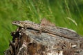 Sand Lizard, Lacerta agilis Royalty Free Stock Photo