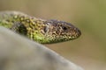 The sand lizard Lacerta agilis in Czech Republic