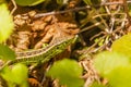 Sand Lizard (Lacerta Agilis) - male Royalty Free Stock Photo