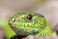 Sand lizard (Lacerta agilis) male close up Royalty Free Stock Photo