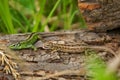 Sand lizard Lacerta agilis male and female in mating colors Royalty Free Stock Photo