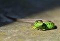 Sand lizard - Lacerta agilis male isolated Royalty Free Stock Photo