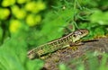 Sand lizard - Lacerta agilis male in Marchegg WWF natural reserve Royalty Free Stock Photo