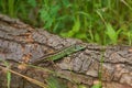 Sand lizard Lacerta agilis, male in mating colors Royalty Free Stock Photo