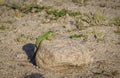 Sand Lizard Lacerta agilis male Royalty Free Stock Photo