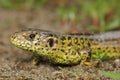 The sand lizard (Lacerta agilis) male in a natural habitat - head detail Royalty Free Stock Photo