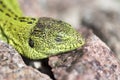 Sand lizard (Lacerta agilis) male sunbathing close up Royalty Free Stock Photo