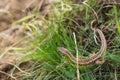 Sand Lizard Royalty Free Stock Photo