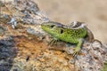 The sand lizard (Lacerta agilis) on a rock close-up Royalty Free Stock Photo