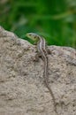 The sand lizard (Lacerta agilis) on a rock in close-up. Reptile during molt Royalty Free Stock Photo