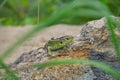 The sand lizard (Lacerta agilis) on a rock close-up Royalty Free Stock Photo