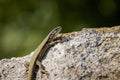 Sand lizard Lacerta agilis on a rock Royalty Free Stock Photo