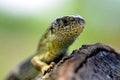 Sand Lizard Lacerta agilis Royalty Free Stock Photo