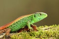 The sand lizard male on moss Royalty Free Stock Photo
