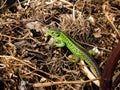 Sand lizard, male reptile Royalty Free Stock Photo