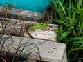 Sand lizard, male reptile Royalty Free Stock Photo