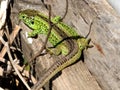 Sand lizard, male reptile Royalty Free Stock Photo