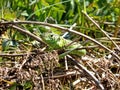 Sand lizard, male reptile Royalty Free Stock Photo