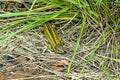 Sand lizard, male reptile Royalty Free Stock Photo