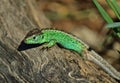 Sand lizard - Lacerta agilis Royalty Free Stock Photo