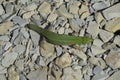 Sand lizard. An ordinary quick green lizard. Lizard on the rubble. Sand lizard, lacertid lizard.