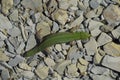 Sand lizard. An ordinary quick green lizard. Lizard on the rubble. Sand lizard, lacertid lizard.