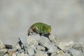 Sand lizard. An ordinary quick green lizard. Lizard on the rubble. Sand lizard, lacertid lizard.