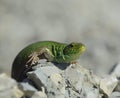 Sand lizard. An ordinary quick green lizard. Lizard on the rubble. Sand lizard, lacertid lizard.