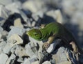 Sand lizard. An ordinary quick green lizard. Lizard on the rubble. Sand lizard, lacertid lizard.