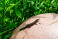 Sand Lizard Royalty Free Stock Photo