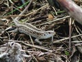 A sand lizard scurries Royalty Free Stock Photo