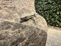 A sand lizard sits on a wall and sunbathes Royalty Free Stock Photo