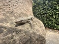 A sand lizard sits on a wall and sunbathes Royalty Free Stock Photo