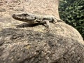 A sand lizard sits on a wall and sunbathes Royalty Free Stock Photo