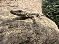 A sand lizard sits on a wall and sunbathes Royalty Free Stock Photo